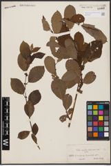 Salix aurita L. x Salix silesiaca Willd.